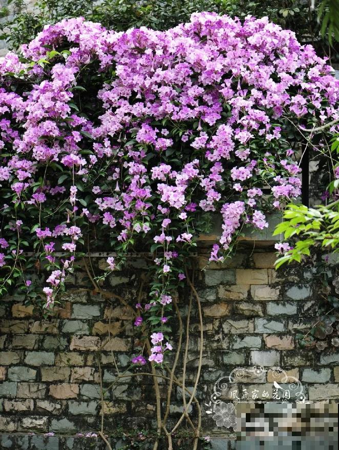 这3种花，一听名字就不想养，结果开花惊艳众人！