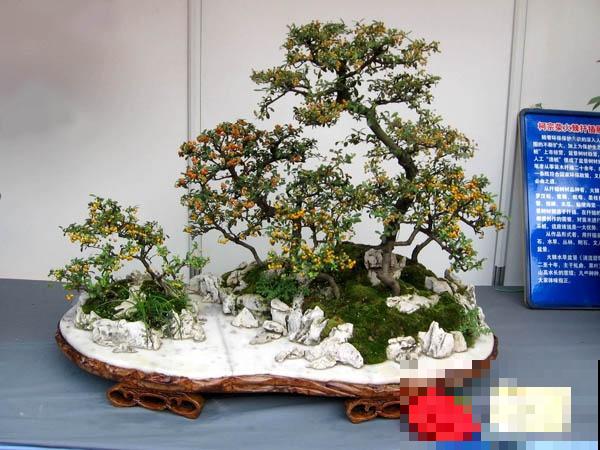 极品水果盆景,黄澄澄的果子挂满枝,太诱人了! 极品水果盆景,黄澄澄的果子挂满枝,太诱人了!