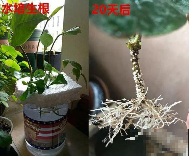 长势超快的9种花,5天爆盆,7天开花,超有成就感! 长势超快的9种花,5天爆盆,7天开花,超有成就感!