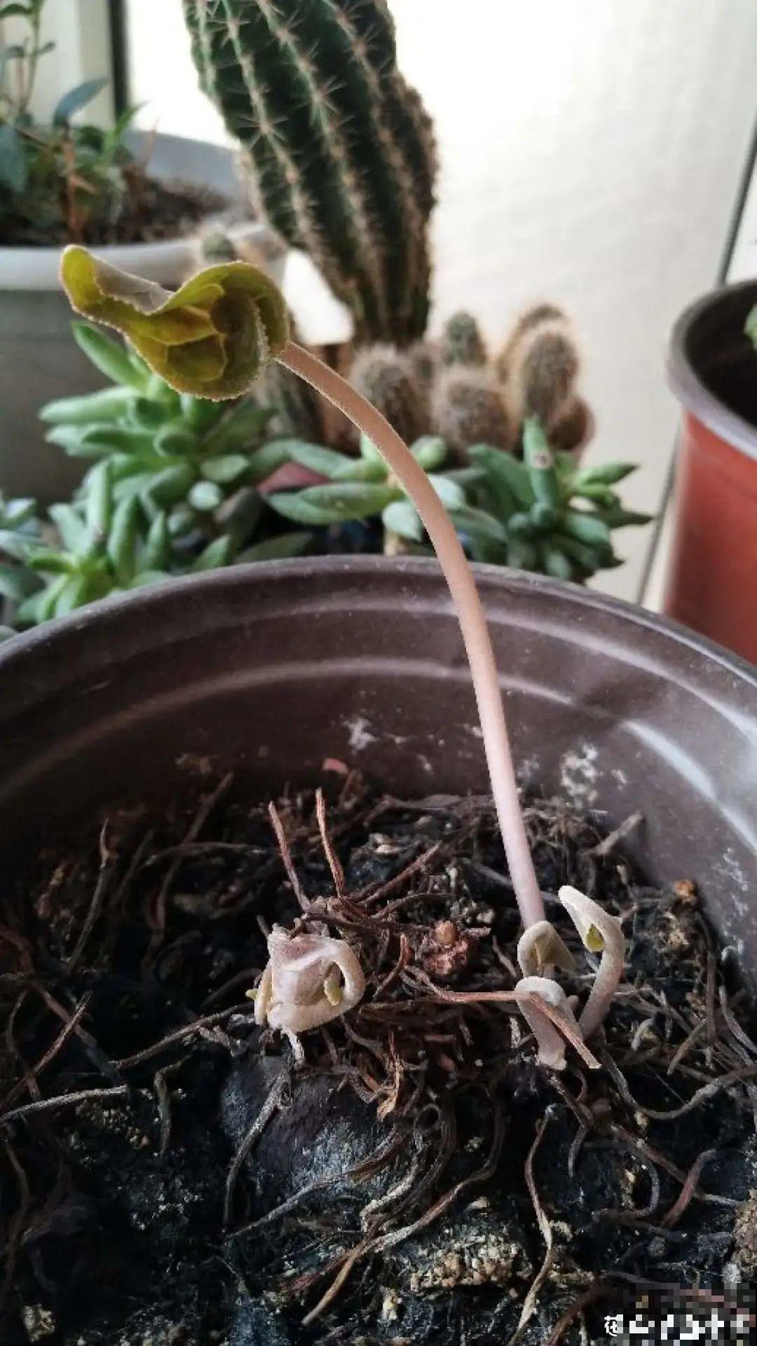 7种花会伪装，夏天会假死，好好养护秋天还能活