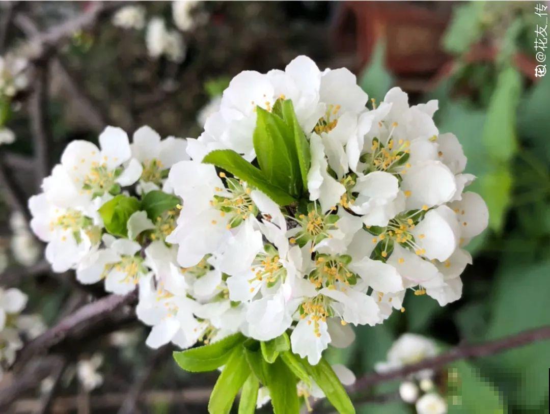 9种花可以预测天气，一开花就说明要下雨了！