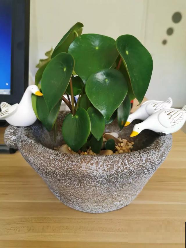 花盆里摆了它,更有趣、更新奇,邻居来了想搬走! 花盆里摆了它,更有趣、更新奇,邻居来了想搬走!