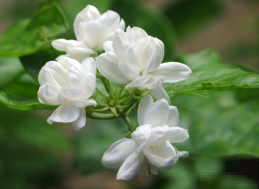 清香好闻的茉莉花,原来有这么多品种,长见识了! 清香好闻的茉莉花,原来有这么多品种,长见识了!