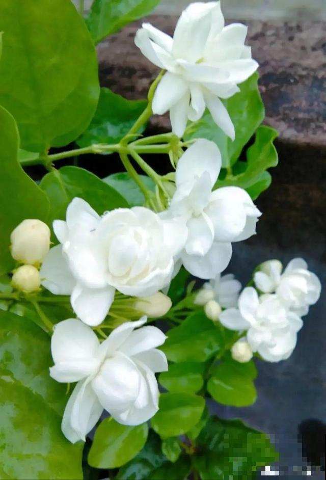 超耐晒的茉莉花,30℃高温照样开,满屋子都是香气! 超耐晒的茉莉花,30℃高温照样开,满屋子都是香气!