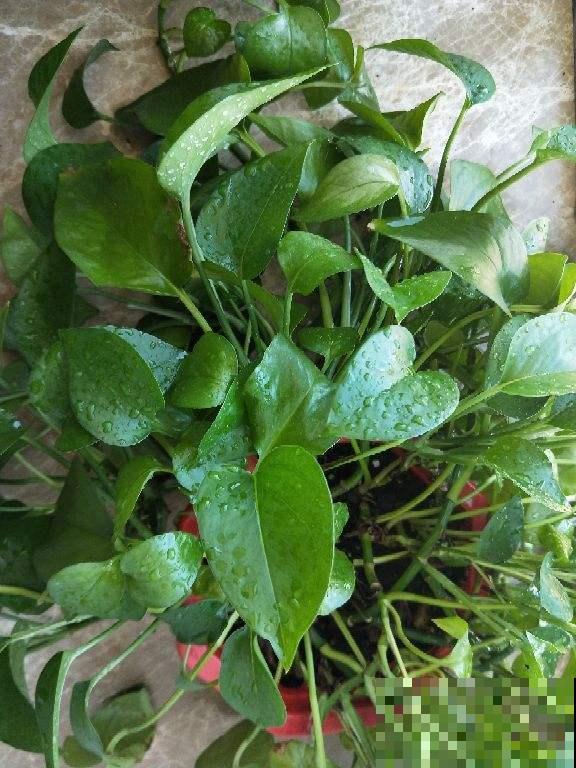 夏天养花温度高，选盆绿萝来帮忙，不管就能长很好！