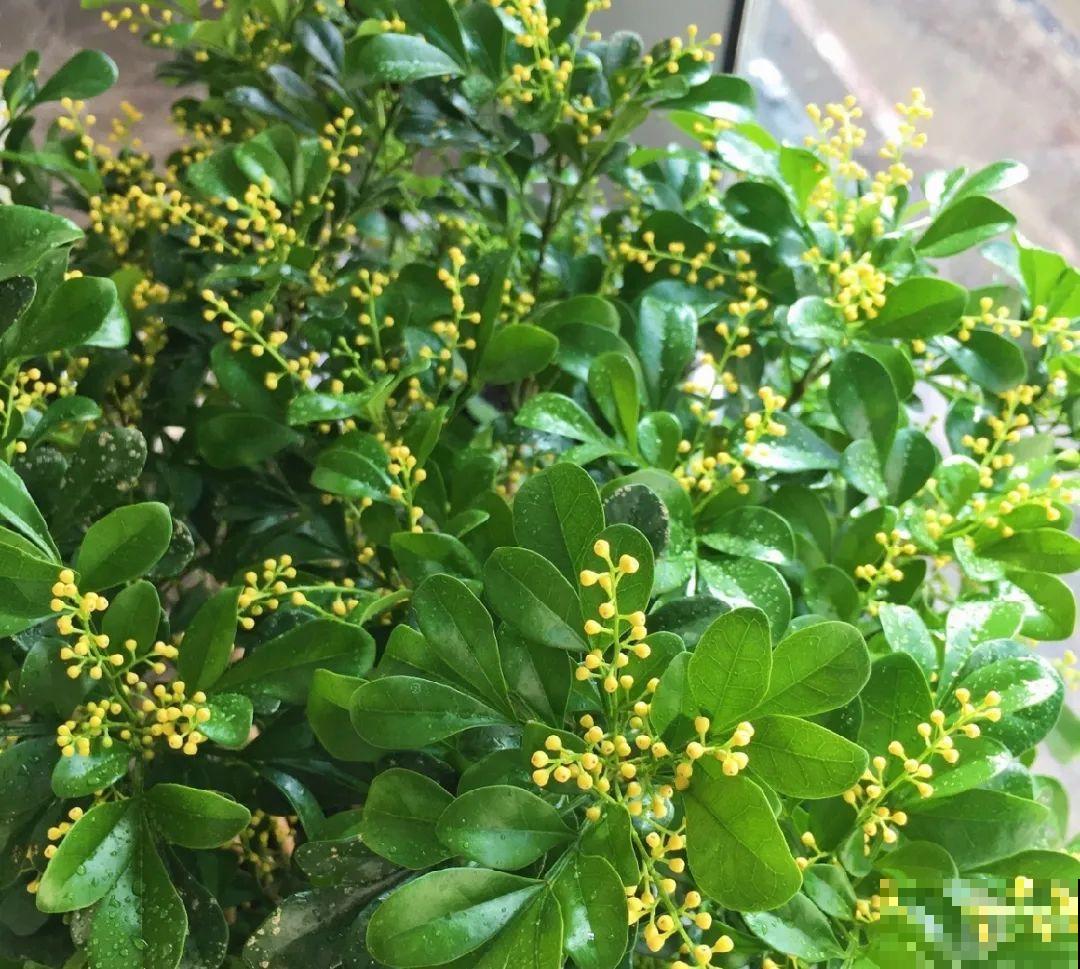 12种花,天越热越长得快,记得多浇水! 12种花,天越热越长得快,记得多浇水!