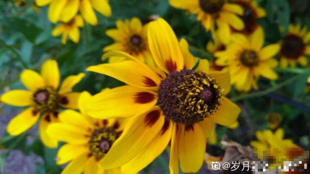 这20种花，晒不死、热不死，天热一直狂开花！