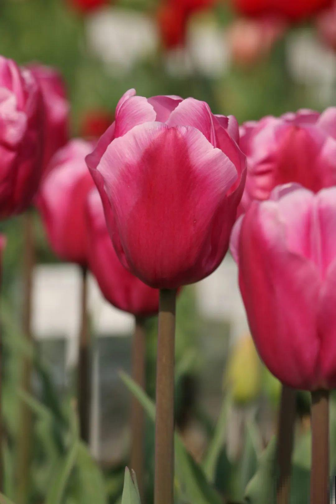 白胖的“大蒜”埋土里,1个月就开花,香味清新淡雅有格调! 白胖的“大蒜”埋土里,1个月就开花,香味清新淡雅有格调!