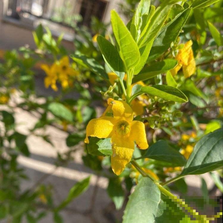 开花灿烂吉祥，一盆就赏到啧啧称奇，农村又叫土连翘！