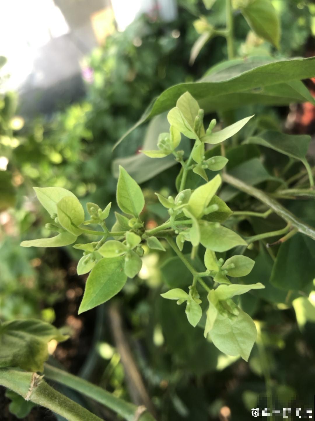 常见8种花，到花期还不开，赶紧剪一刀，花苞嗖嗖冒！