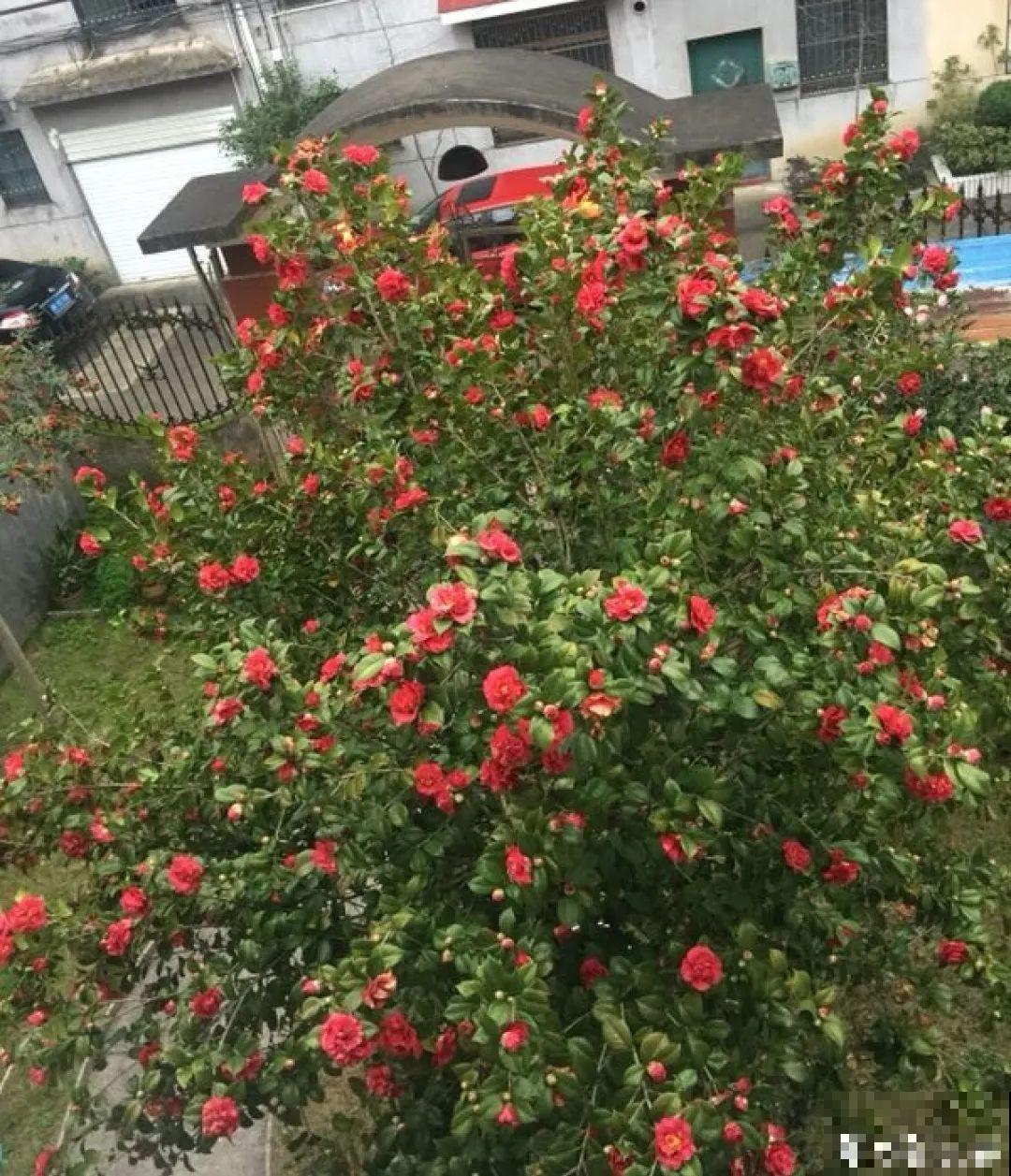 门口养棵大花树,风吹就开花,20年变成传家宝! 门口养棵大花树,风吹就开花,20年变成传家宝!