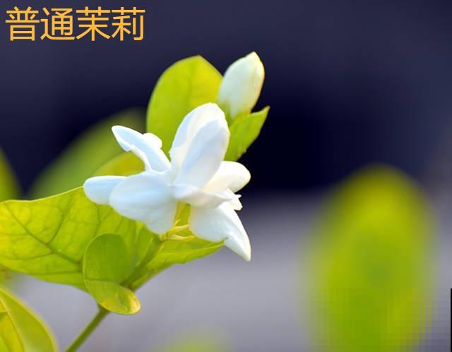 活的“香水花”，开一朵，家里香气飘飘！