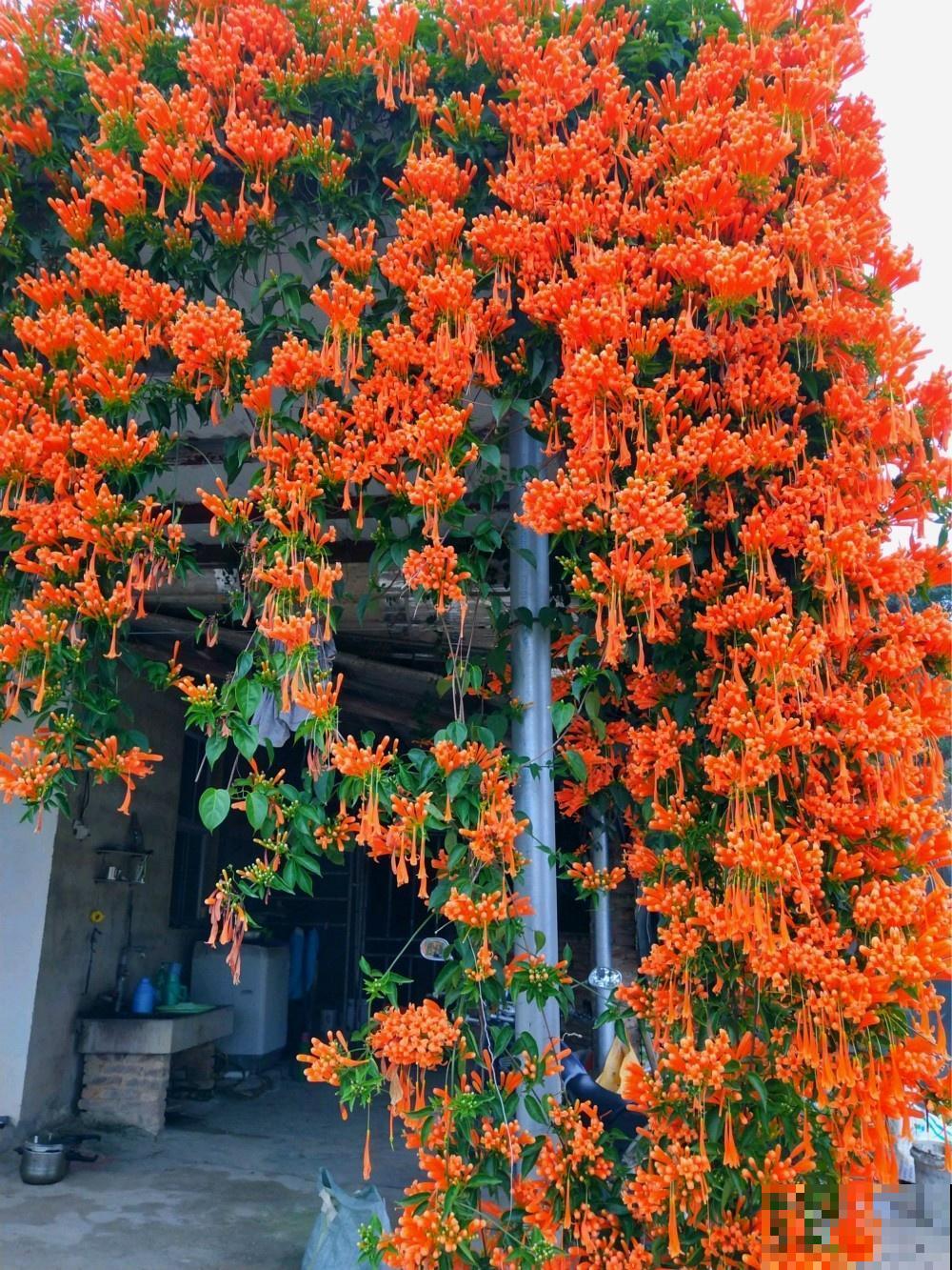 6种“红色”花,一开一大片,疯长起来拦不住! 6种“红色”花,一开一大片,疯长起来拦不住!