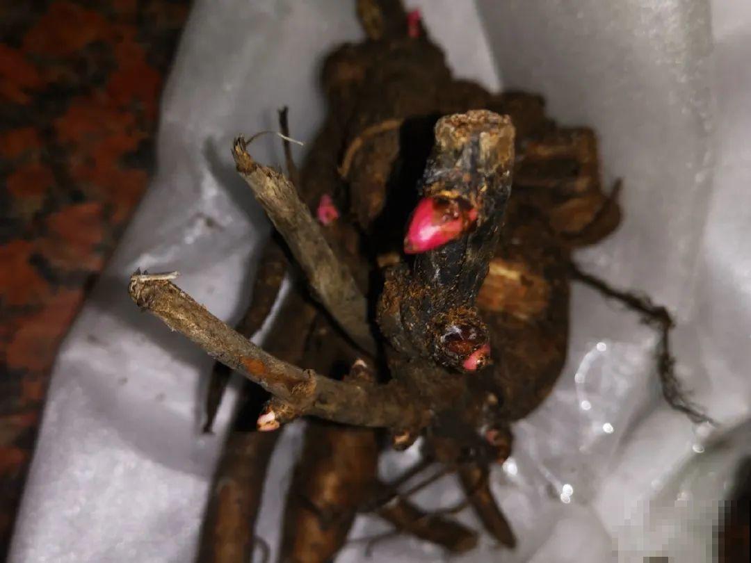 老外培育的芍药花，花苞比鸡蛋大，一朵能开一个月！