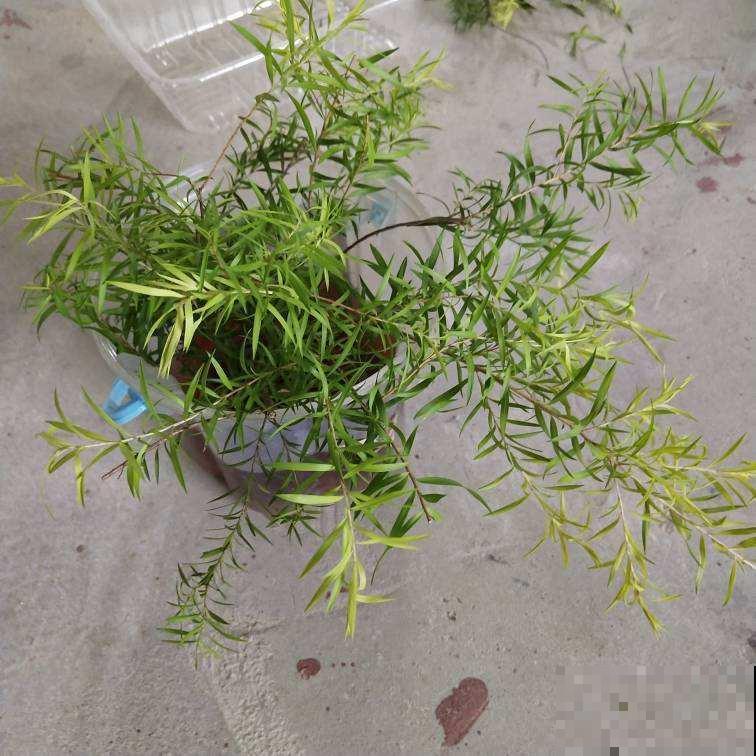 路边偶遇能开花的“柳树”，原来名叫串钱柳，红彤彤很喜庆！