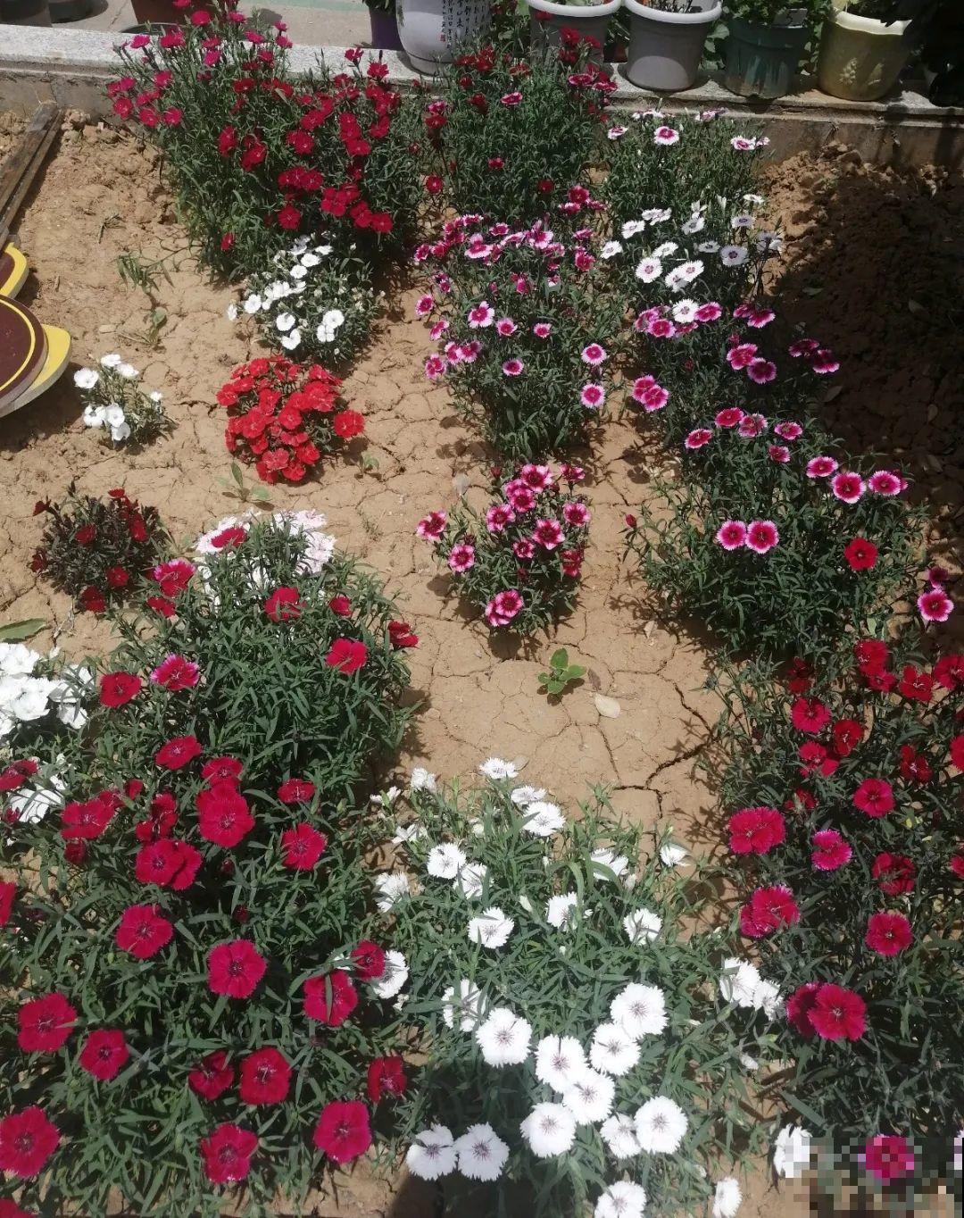 这20种花，晒不死、热不死，天热一直狂开花！
