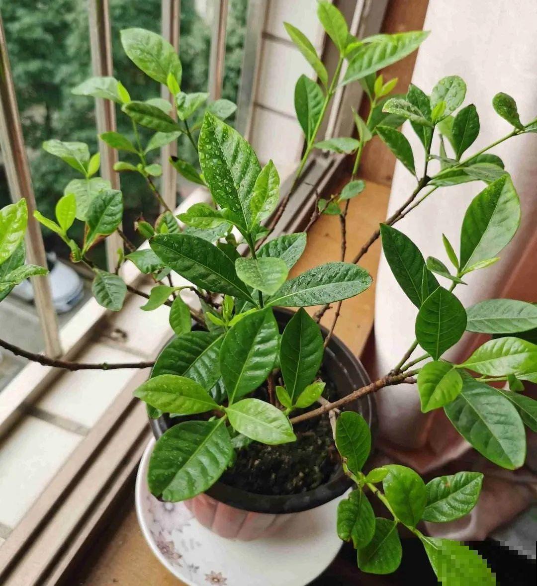 绣球马上剪，下个月就晚了，错过明年不开花