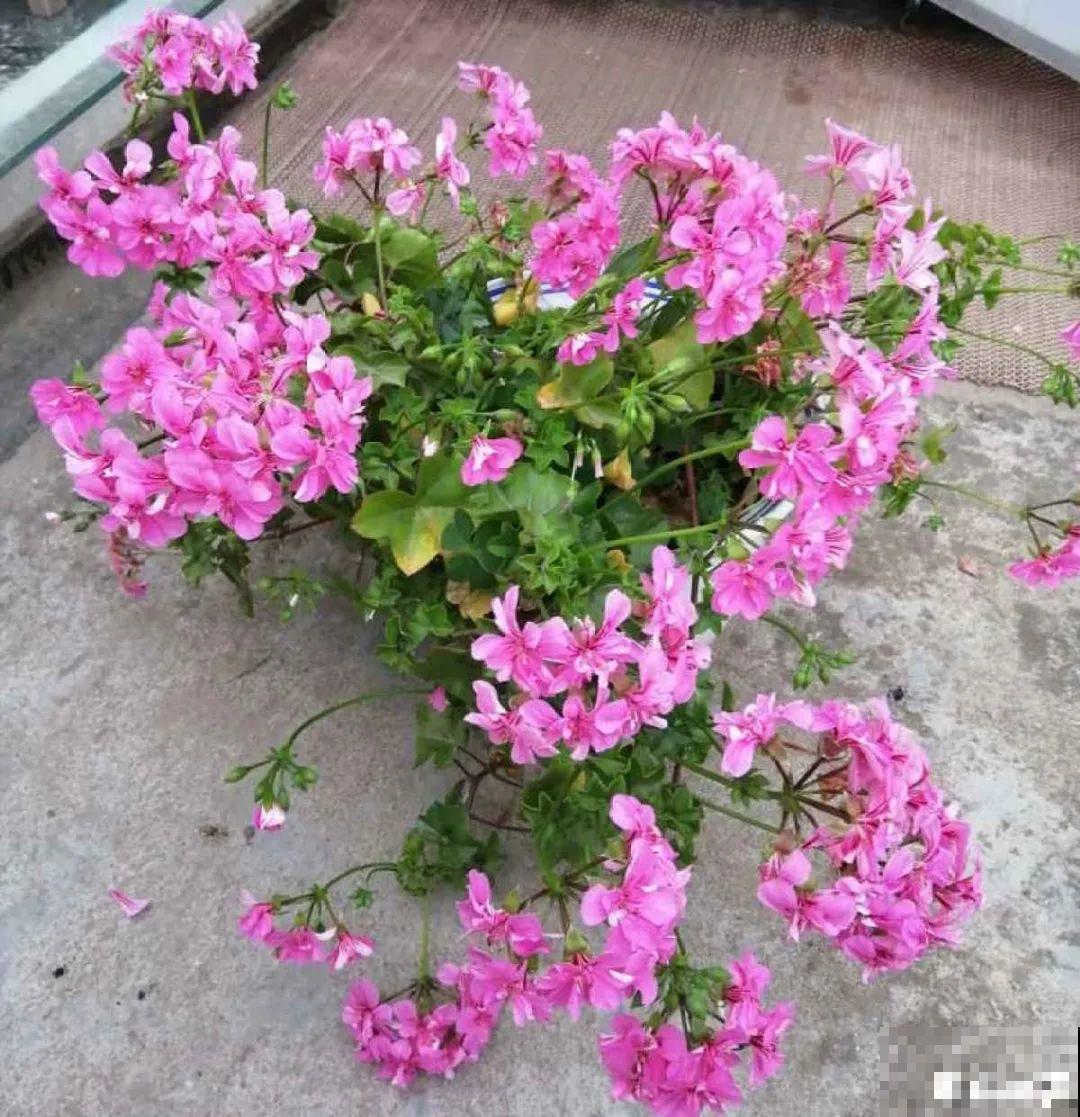8种花，5月要赶紧修剪，剪完了还能窜新芽