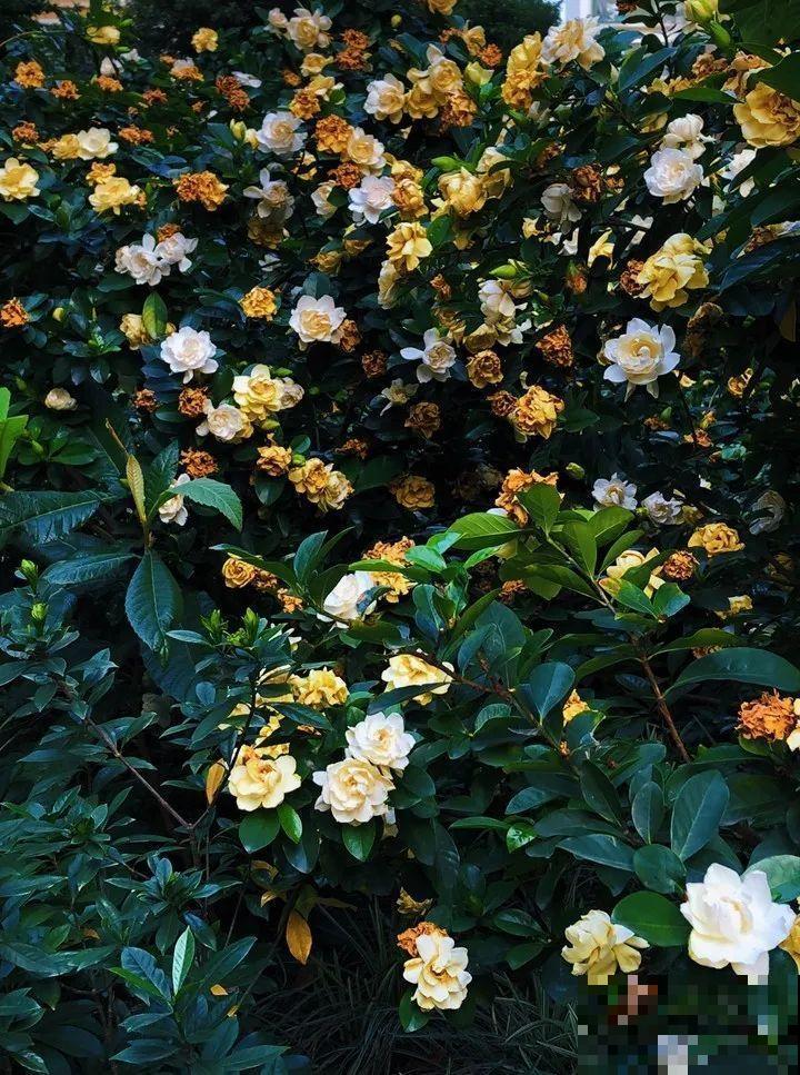 门口养棵大花树,风吹就开花,20年变成传家宝! 门口养棵大花树,风吹就开花,20年变成传家宝!