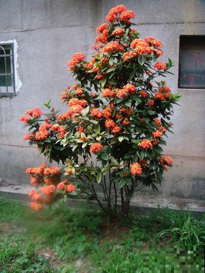 6种“红色”花,一开一大片,疯长起来拦不住! 6种“红色”花,一开一大片,疯长起来拦不住!