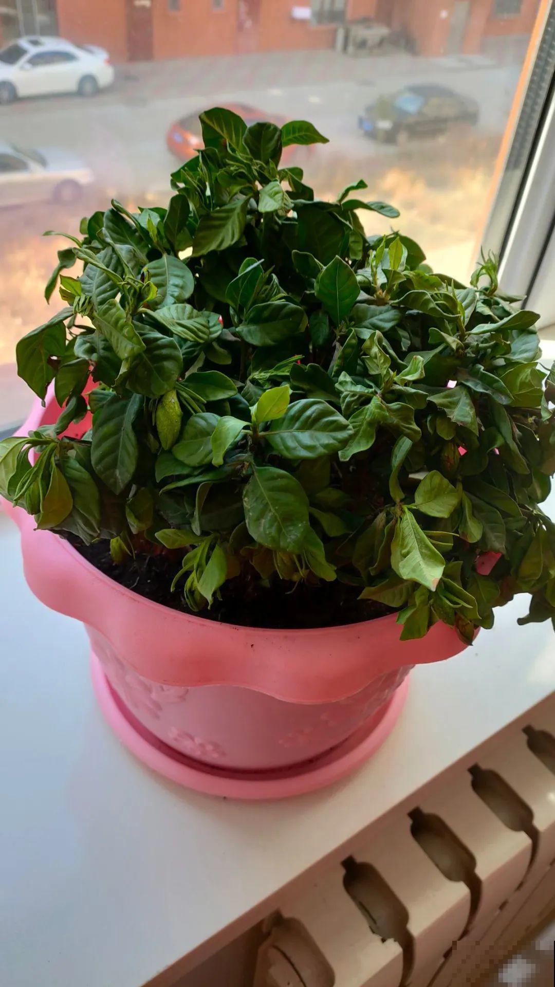 栀子花太难养？记住：少折腾，不黄叶，保证年年开花！