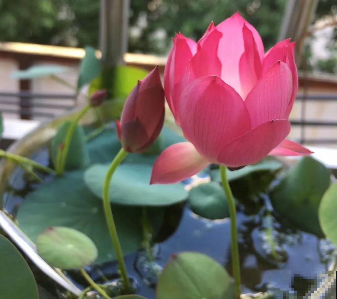这20种花，晒不死、热不死，天热一直狂开花！