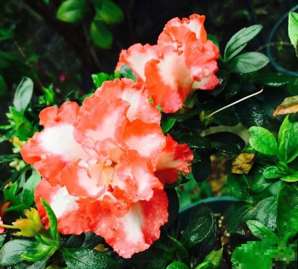 10种花爱淋雨，下雨扔外面，比白菜长的还快！