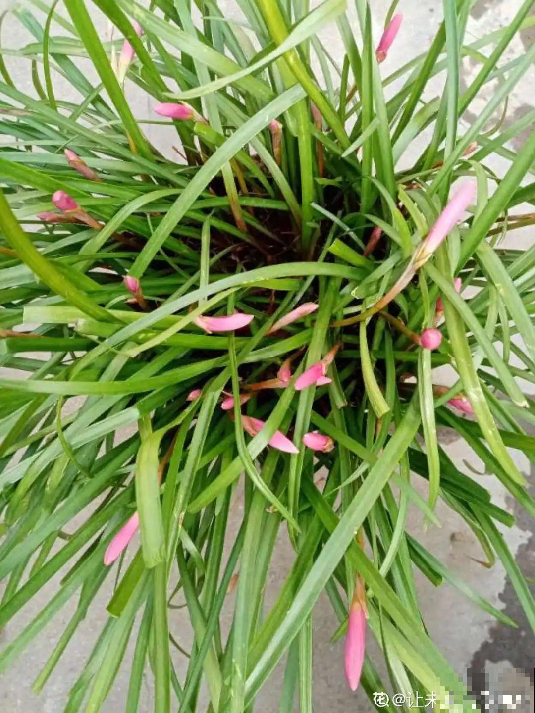 这些花，听名字就不想养，没想到开花后美呆了！