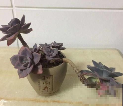 垃圾桶里捡酒瓶，种上多肉，高雅有气质！