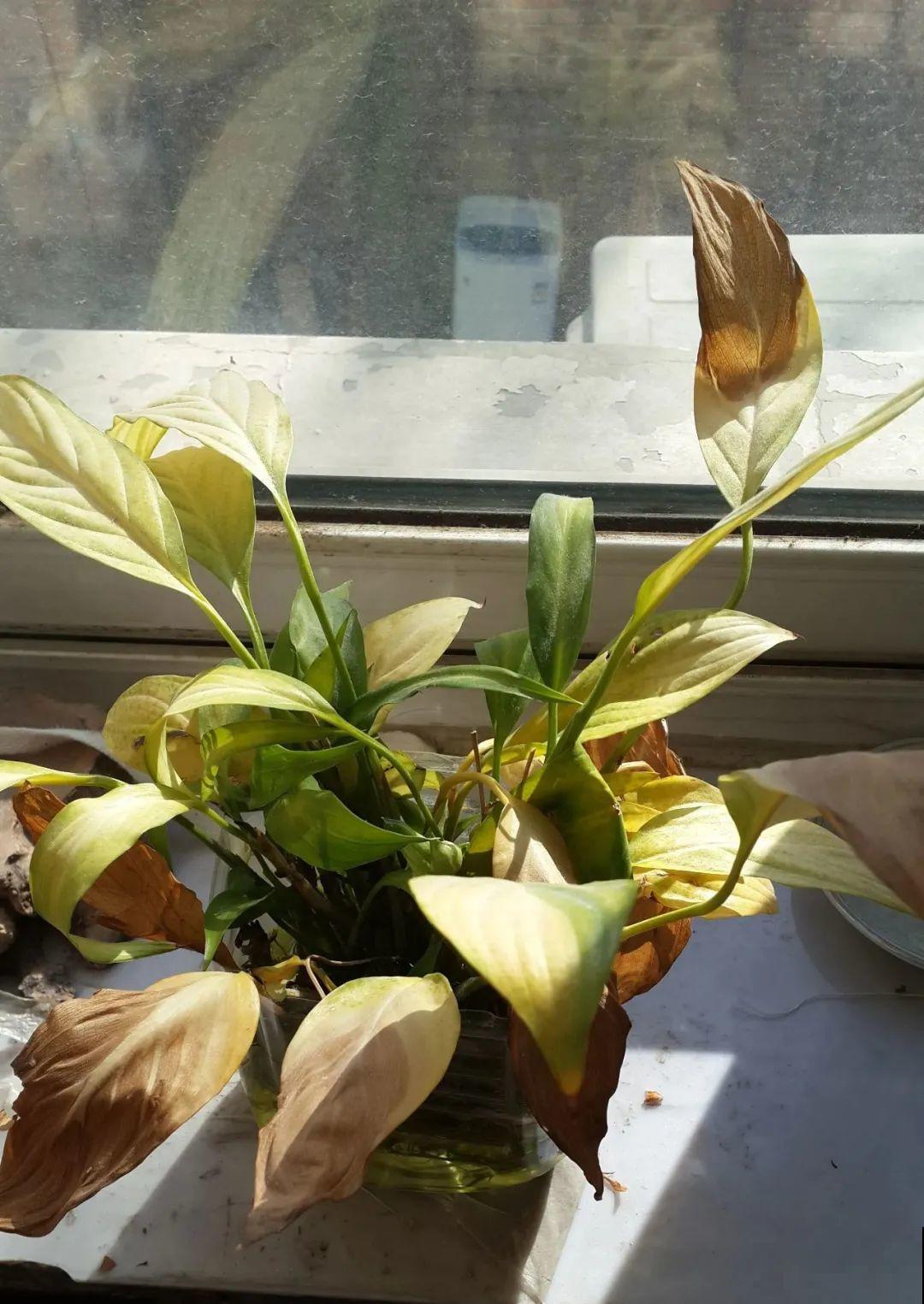 夏天到了，这10种花不能晒，否则干枯黄叶死翘翘