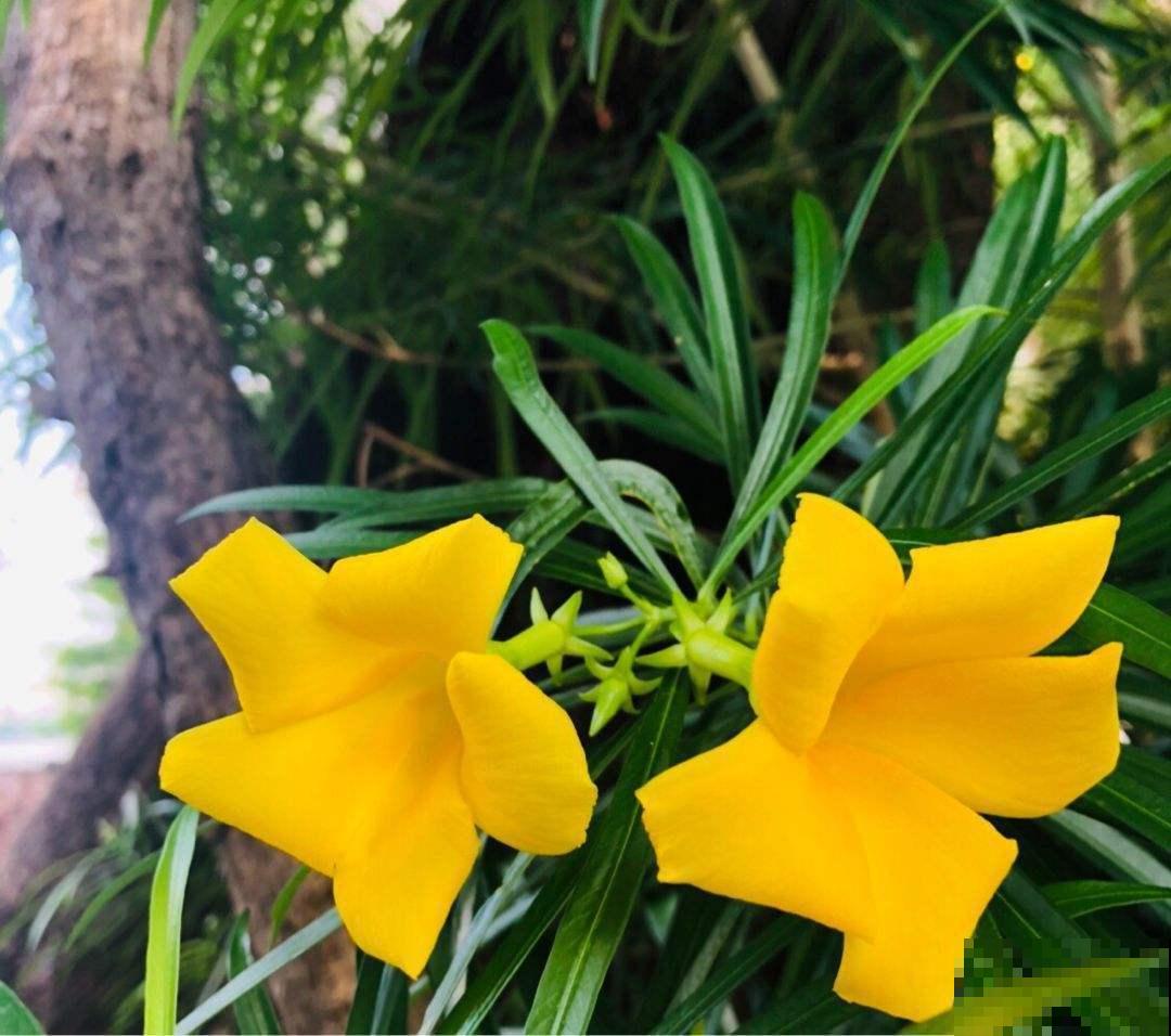 家里养棵酒杯花，金黄花海真醉人，看着就赏心悦目！