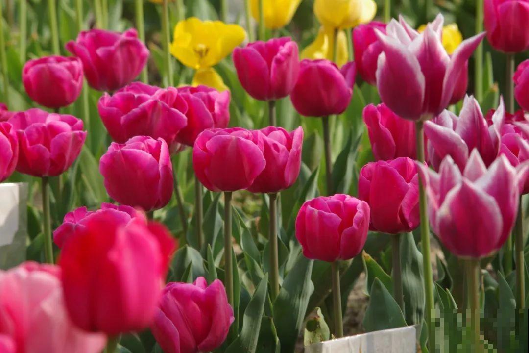 白胖的“大蒜”埋土里,1个月就开花,香味清新淡雅有格调! 白胖的“大蒜”埋土里,1个月就开花,香味清新淡雅有格调!