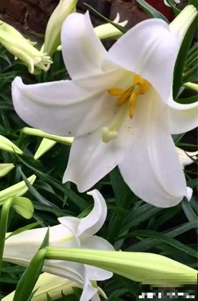 百合花品种那么多,这些中国原生百合,你见过几种? 百合花品种那么多,这些中国原生百合,你见过几种?