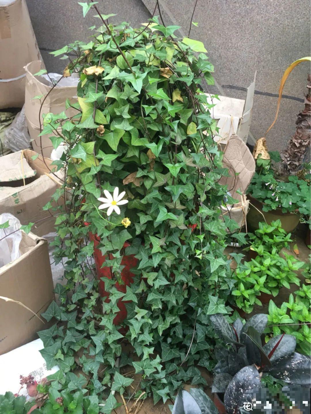 6种花就是磨人精,再也不想养了,累感不爱! 6种花就是磨人精,再也不想养了,累感不爱!