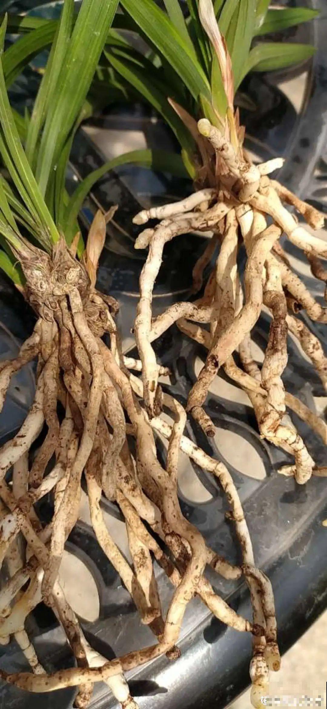 3种花不用扦插,掰下来就能活,1盆变10盆,懒人也能养! 3种花不用扦插,掰下来就能活,1盆变10盆,懒人也能养!