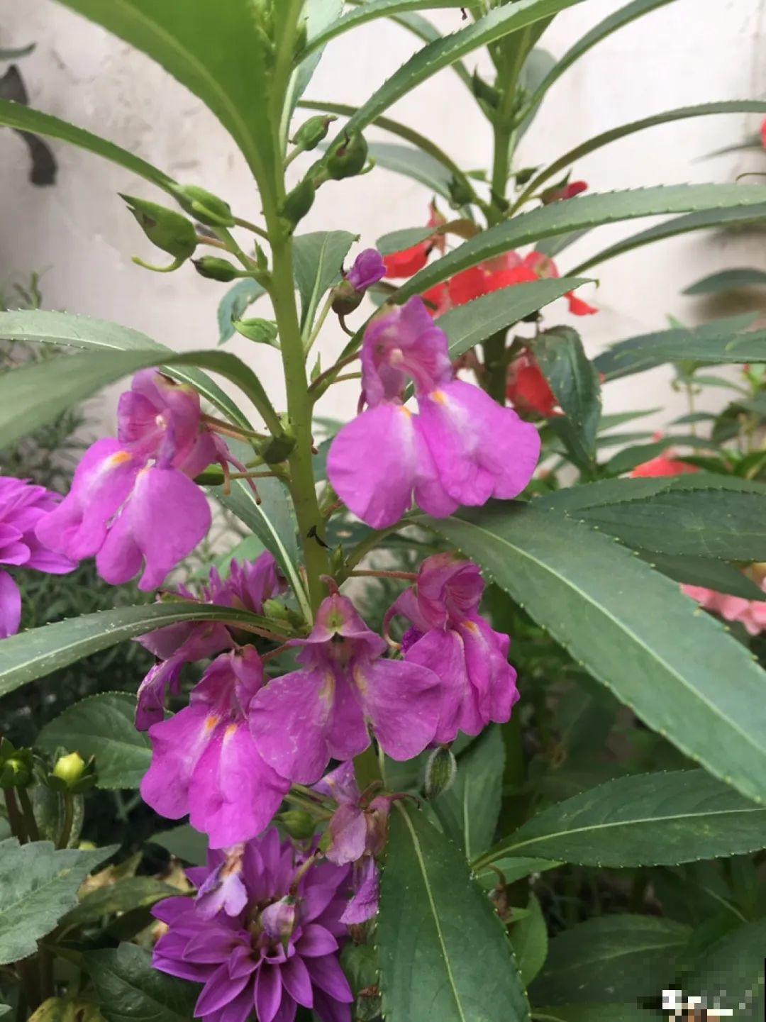 农村院子没人管的花，一长一大片，天热美翻了！