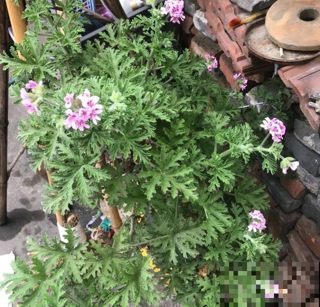 7种花插土里，立马长满院子，蚊虫不敢靠近！
