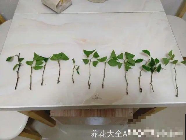 10种花,现在赶紧扦插,随便插土里就能活 10种花,现在赶紧扦插,随便插土里就能活