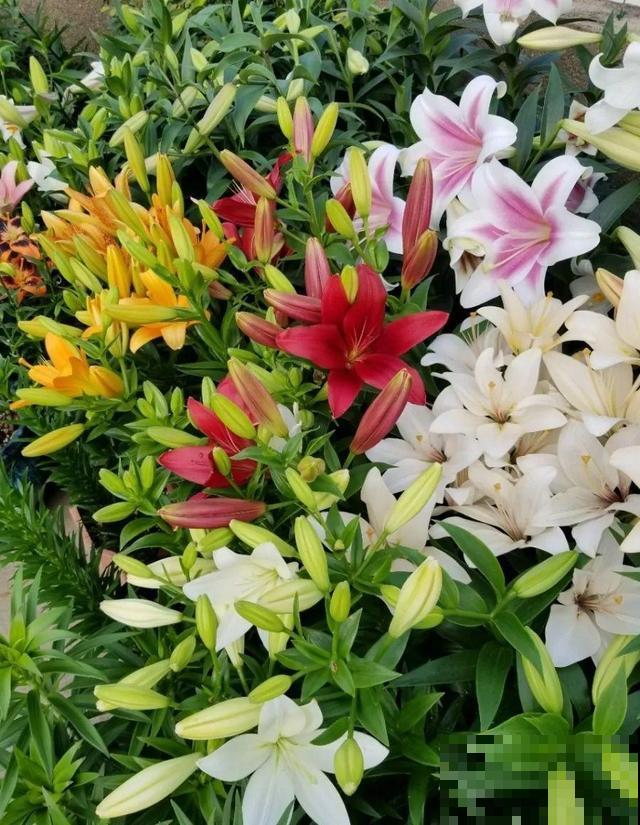 活的“香水花”，开一朵，家里香气飘飘！