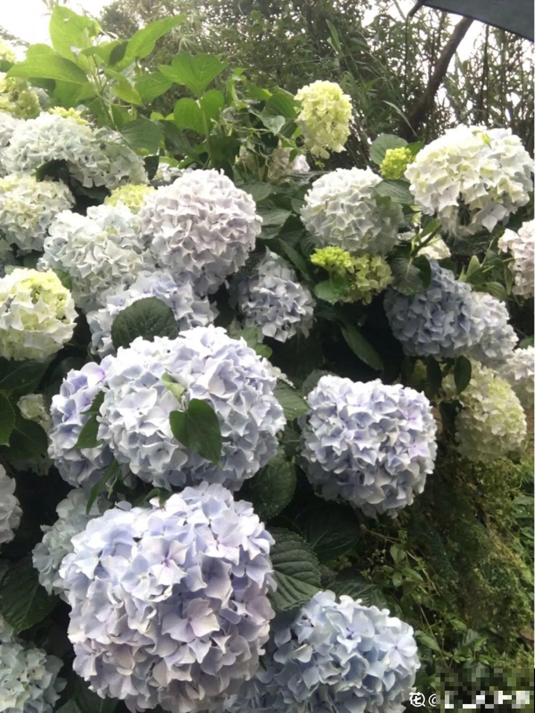 家里养这20种花,呼呼开花,花多得看不见叶 家里养这20种花,呼呼开花,花多得看不见叶