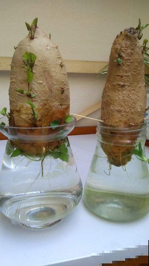 吃不完的菜，直接扔水里，10天长成小盆栽