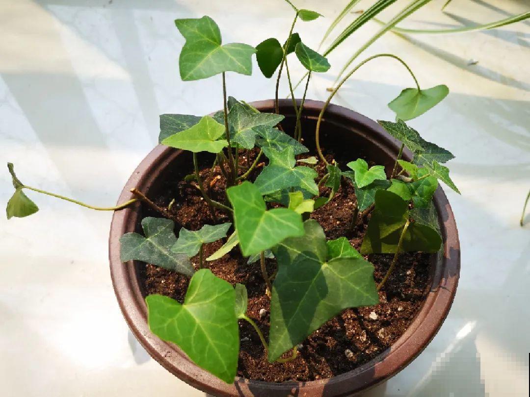 10种花，趁着天热赶紧扦插，成活率特别高