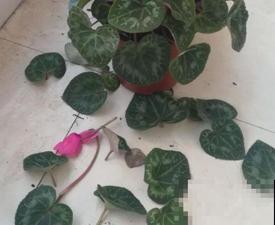 家里这种花，夏天死得最快，别再乱浇水了！