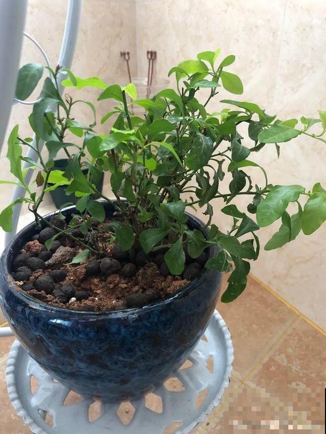 长势超快的9种花,5天爆盆,7天开花,超有成就感! 长势超快的9种花,5天爆盆,7天开花,超有成就感!