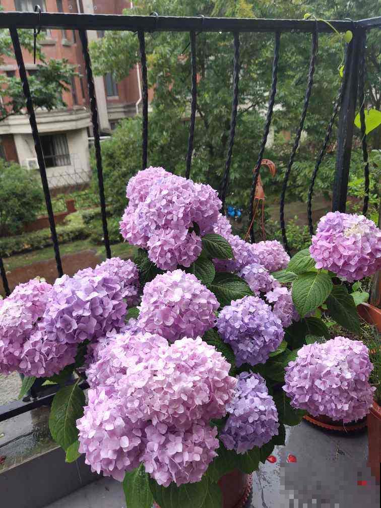 9种腔调十足的花,气质满满,养一盆家里格调提八度 9种腔调十足的花,气质满满,养一盆家里格调提八度