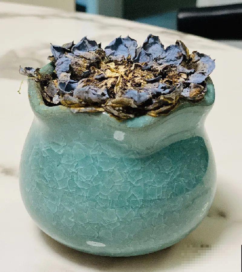 5种花盆养花,怪不得都死了,全是样子货! 5种花盆养花,怪不得都死了,全是样子货!