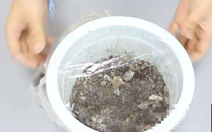 吃不完的玉米粉招虫了，赶紧做成好花肥，超强效果肉眼可见！