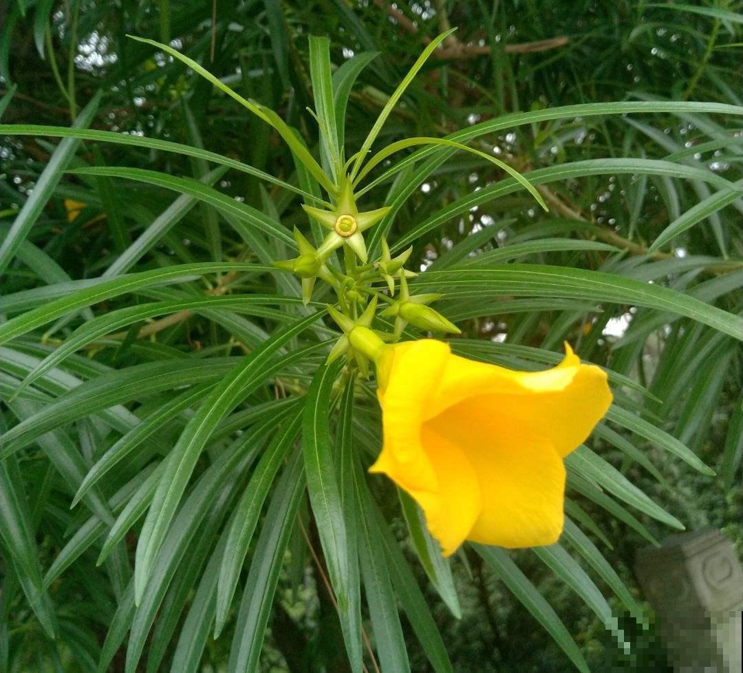 家里养棵酒杯花，金黄花海真醉人，看着就赏心悦目！