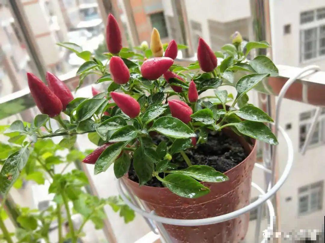 花盆里种点菜,割一茬长一茬,买菜不花钱 花盆里种点菜,割一茬长一茬,买菜不花钱