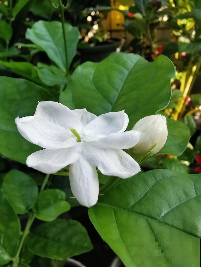 4种香香花，养在家里味道清新，还能杀菌去异味